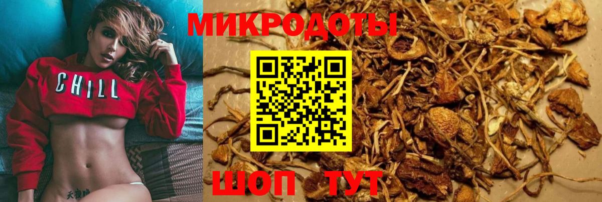 Галлюциногенные грибы Psilocybe Новотроицк